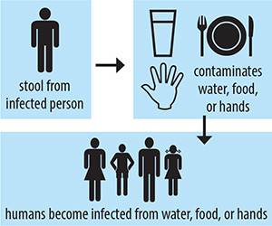 Infographic showing how amebiasis is spread